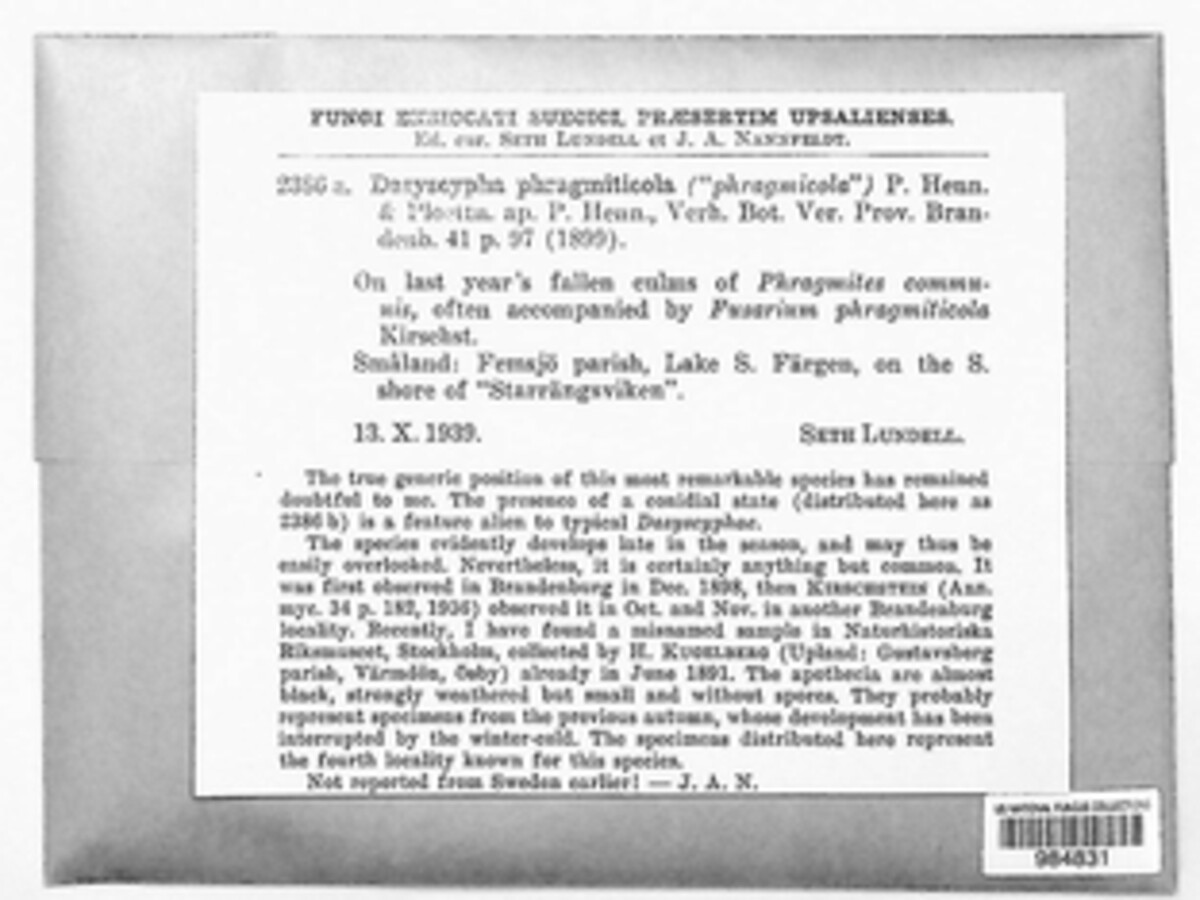 Perrotia image